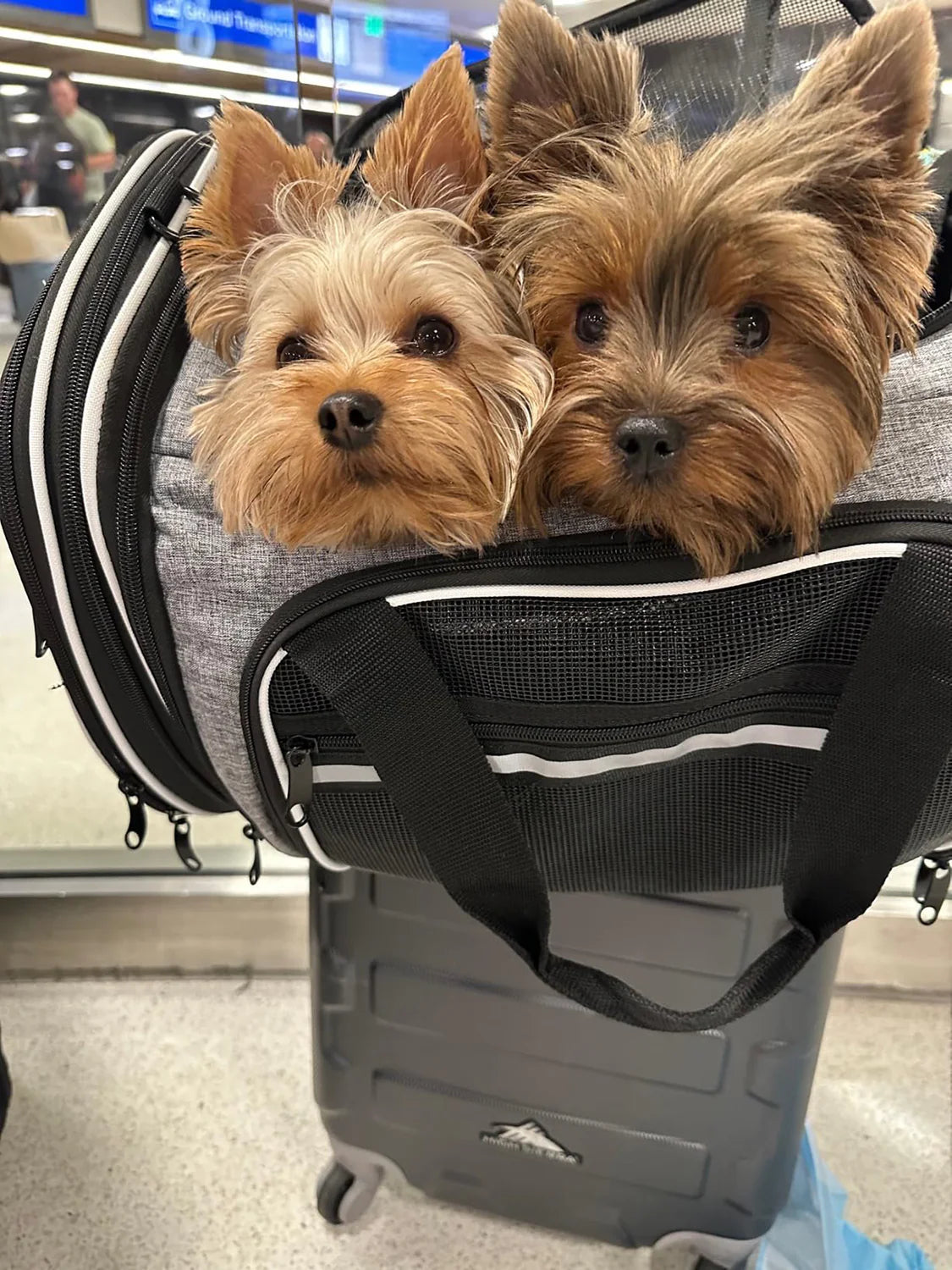 "Ultimate Airline Compliant Pet Carrier – TSA Approved, Expandable Design with Cozy Fleece Pad & Pockets for Cats and Dogs up to 20 lbs!"